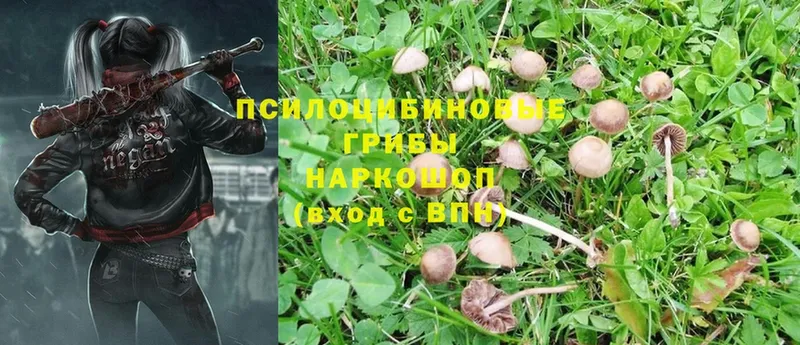 купить   Кодинск  Галлюциногенные грибы Psilocybe 